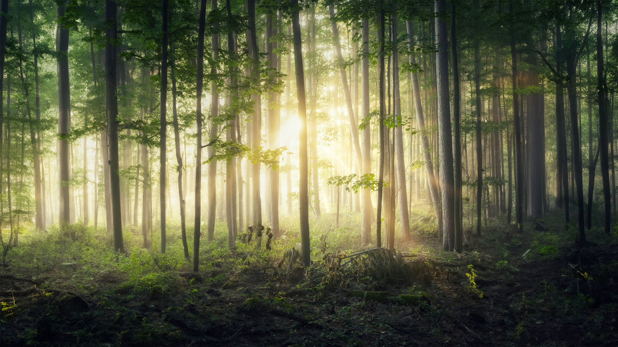 Con la Meditazione diffondo la fragranza della pace